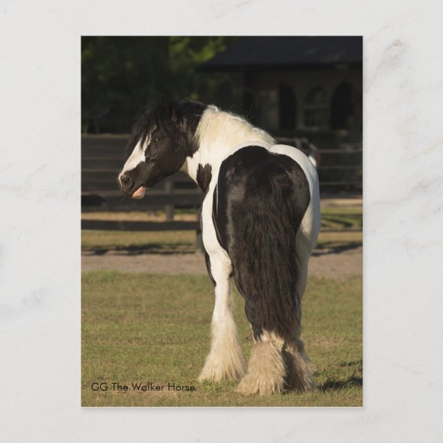 Gypsy Gypsy Vanner Le Walker Horse carte postale (Devant)