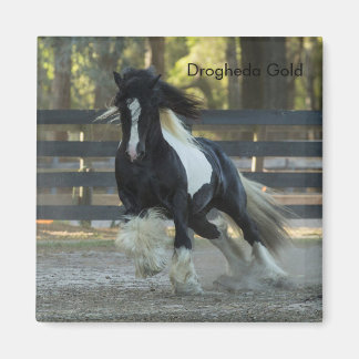 Gypsy Or Gypsy Vanner Drogheda Or aimant