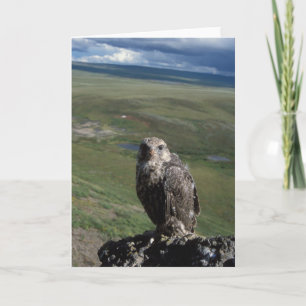 gyrfalcon, Falco rusticolus, jugendliches Erhalten Karte