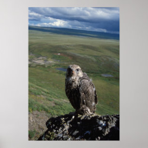Gyrfalcon, Falco rusticolus, juvenil Poster