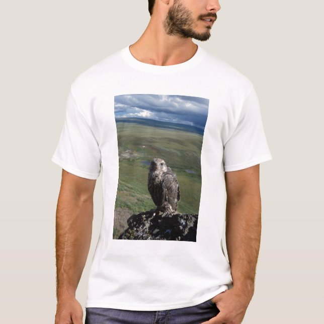 Gyrfalcon, Falco rusticolus, juvenil T-Shirt (Vorderseite)