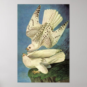 Gyrfalcon, John James Audubon Poster