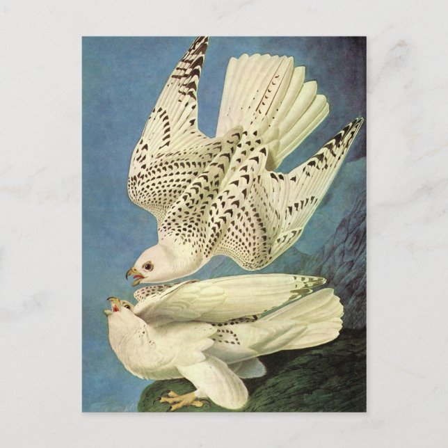 Gyrfalcon, John James Audubon Postkarte (Vorderseite)
