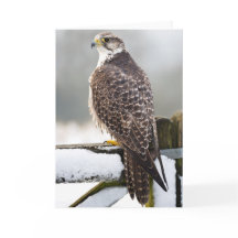 Gyrfalcon