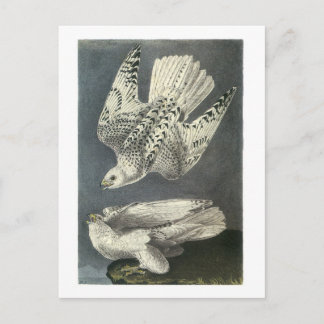 Gyrfalcon von Audubon Postkarte