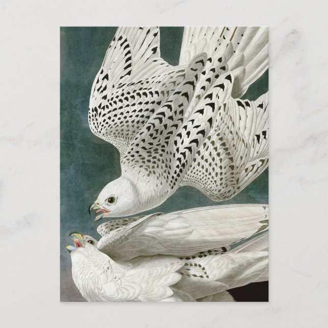 Gyrfalcon von John Audubon Postkarte (Vorderseite)