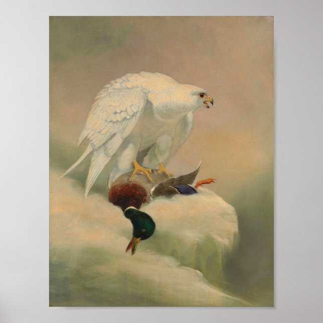 Gyrfalcon von Joseph Wolf Poster (Vorne)