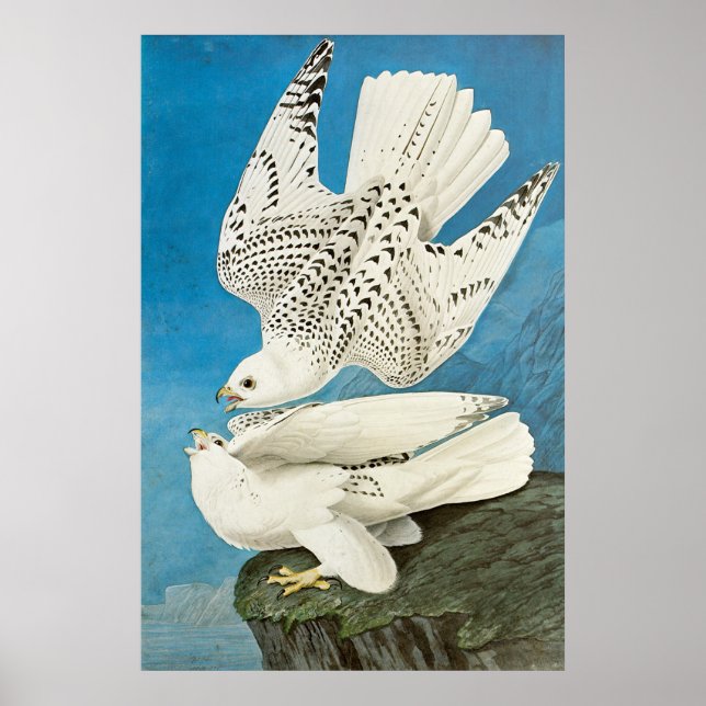 Gyrfalcons, alias Gerfalcons von John James Audubo Poster (Vorne)