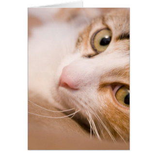 Gyro der Katze