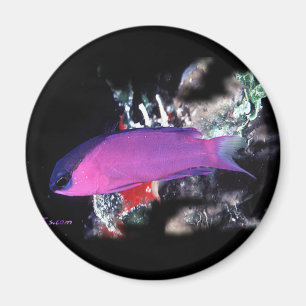 H2Oasis Basslet Magnet