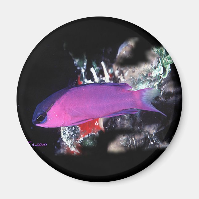 H2Oasis Basslet Magnet (Vorne)