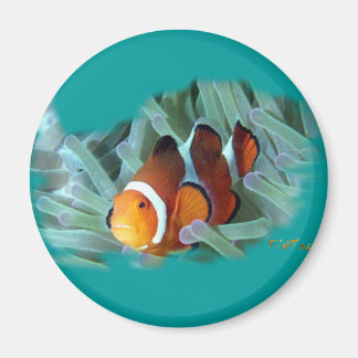 H2Oasis Clownfish Magnet
