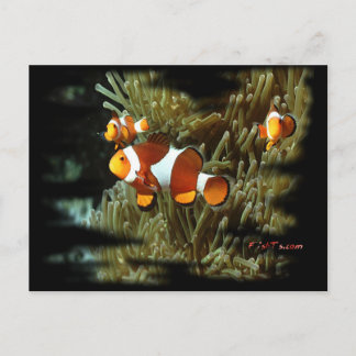 H2Oasis Clownfish Postkarte