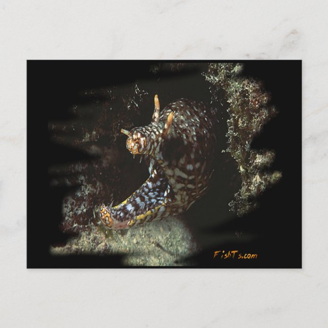H2Oasis Dragon Moray Postkarte (Vorderseite)