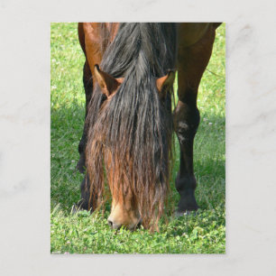 Haareschnitt Postkarte