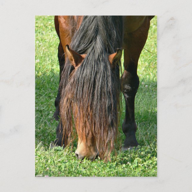 Haareschnitt Postkarte (Vorderseite)