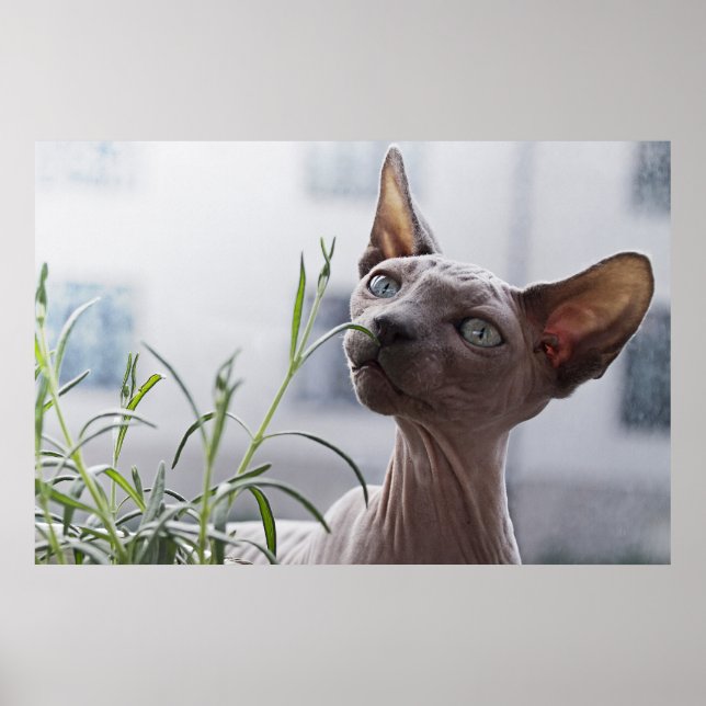 Haarlose Sphinxkatze Poster (Vorne)