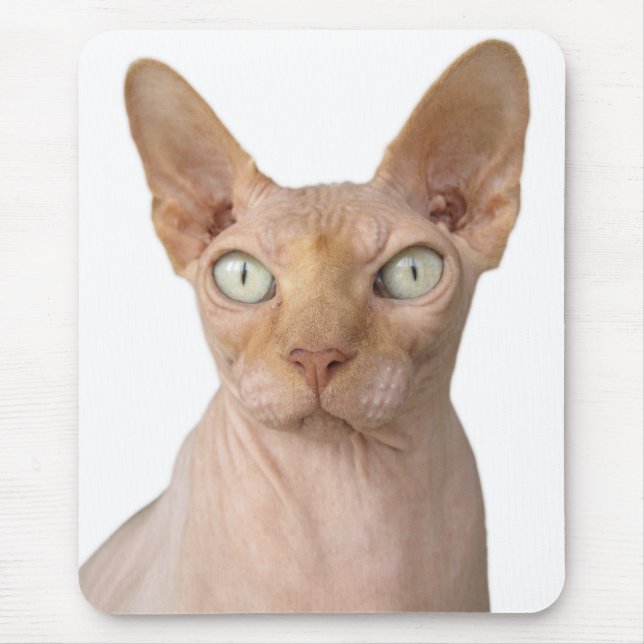Haarlose Sphynx-Katze Mousepad (Vorne)