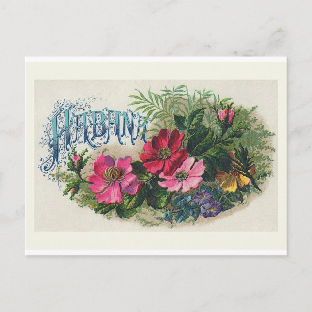 "Habana Cigar Box Label" Vintage Postkarte (Vorderseite)