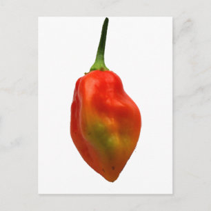 Habanero Single Pepper Fotograf Postkarte