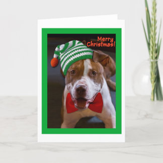 Haben Sie ein Pitbull-Weihnachten Feiertagskarte