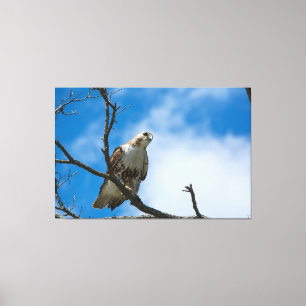 HABICHT AUF DER JAGD 60 X 40 UMSPANNTE LEINWAND