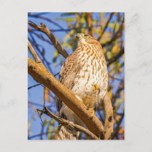 Habicht-Postkarte Wildtier-Raubvogel-Naturkunst Postkarte