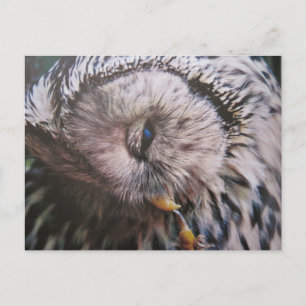 Habichtskauz - Postkarte