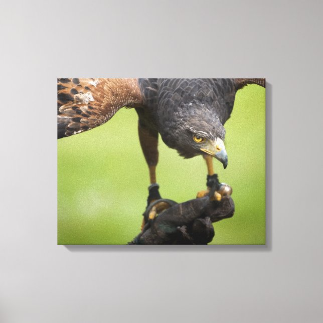 Habichtsvogel Leinwanddruck (Vorderseite)