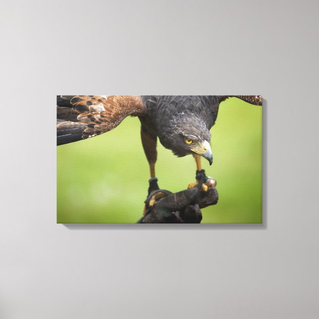 Habichtsvogel Leinwanddruck (Vorderseite)