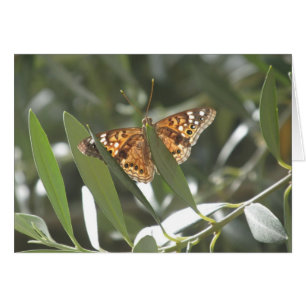 Hackberry-Kaiser-Schmetterling