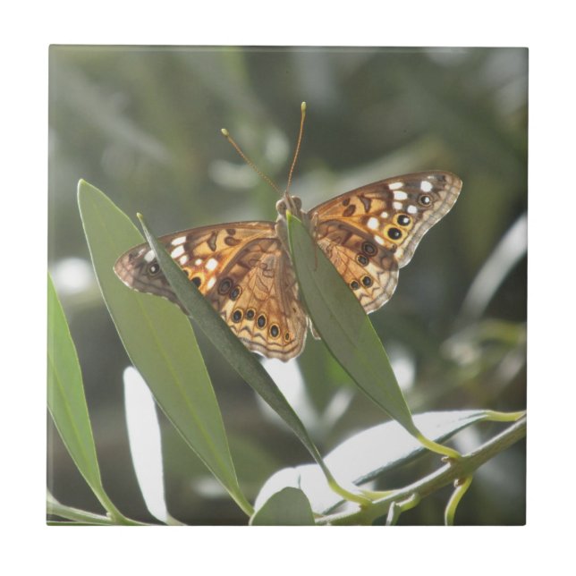 Hackberry-Kaiser-Schmetterling Fliese (Vorderseite)