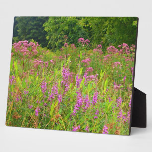 Haddam Meadows Wildblumen Plaque Fotoplatte