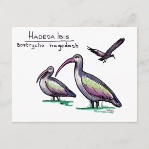 Hadeda Ibis Postcard Postkarte