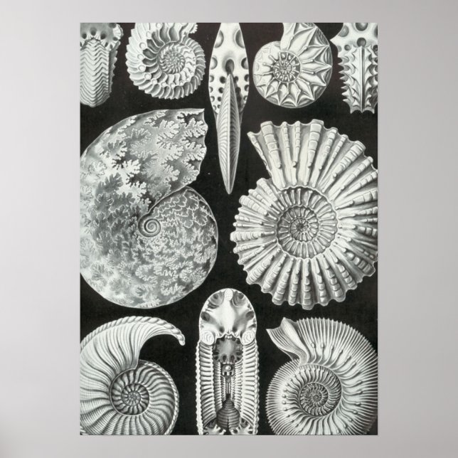 Haeckel Ammonitida Poster (Vorne)