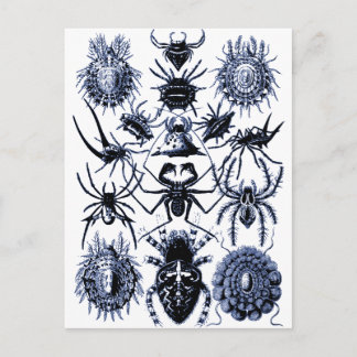 Haeckel Arachnida Spiders in Blue Postkarte