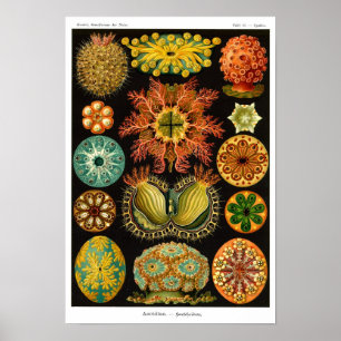 HAECKEL-ASCIDIACEA POSTER