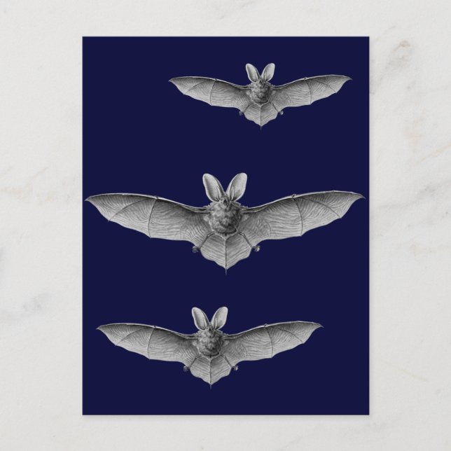 Haeckel Bat Postkarte (Vorderseite)