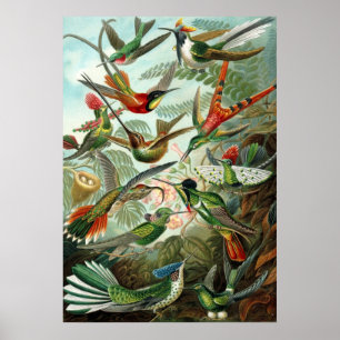 Haeckel Birds Poster
