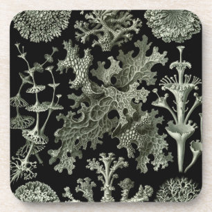 Haeckel Black Getränkeuntersetzer