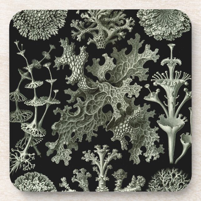 Haeckel Black Getränkeuntersetzer (Vorderseite)