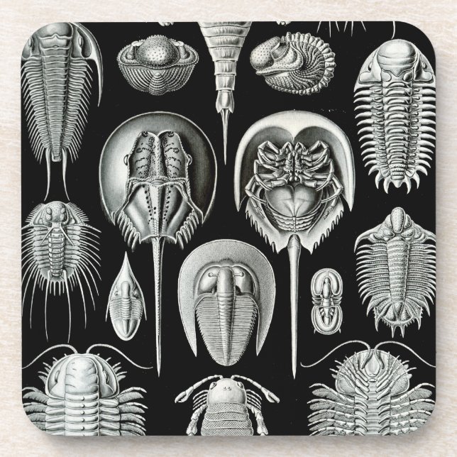 Haeckel Black Untersetzer (Vorderseite)