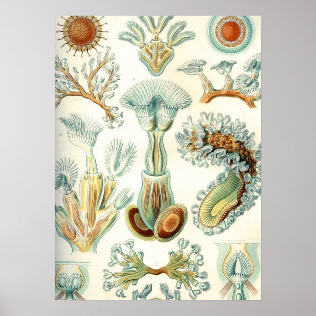 Haeckel Bryozoa Poster (Vorne)