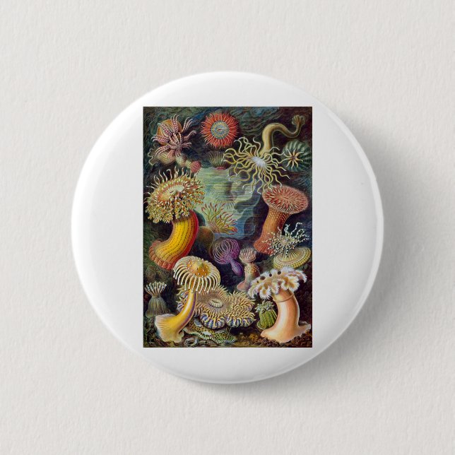 Haeckel Button (Vorderseite)