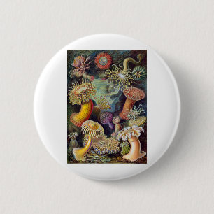Haeckel Button