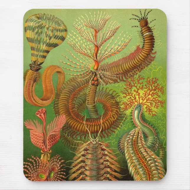 Haeckel Centipedes Mousepad (Vorne)