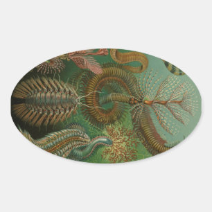 Haeckel Centipedes Ovaler Aufkleber