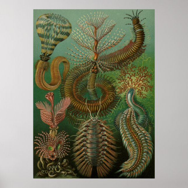 Haeckel Centipedes Poster (Vorne)