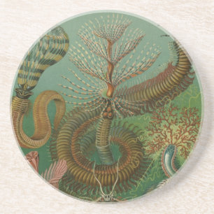 Haeckel Centipedes Sandstein Untersetzer