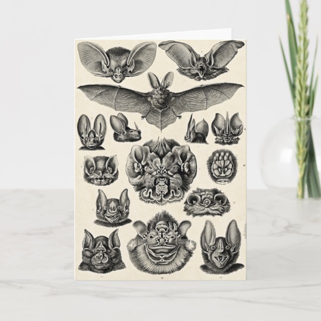 Haeckel Chiroptera Karte (Vorderseite)